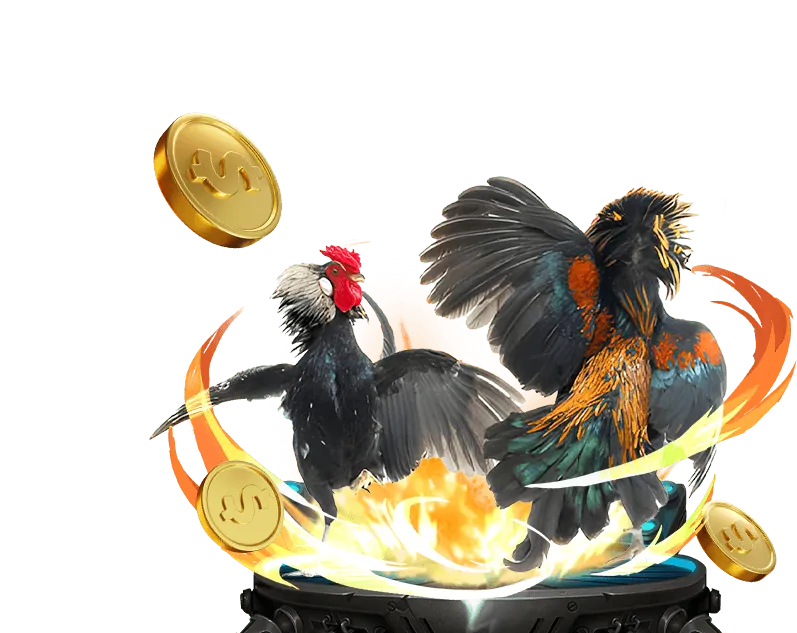 Người chơi phân tích chiến thuật đá gà trên f168 đăng nhập